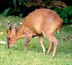 Muntjac Deer. Photo:Martin Harris