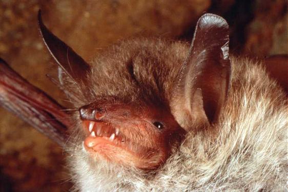 Natterer�s Bat. Photo: John Kaczanow, Bat Conservation Trust.