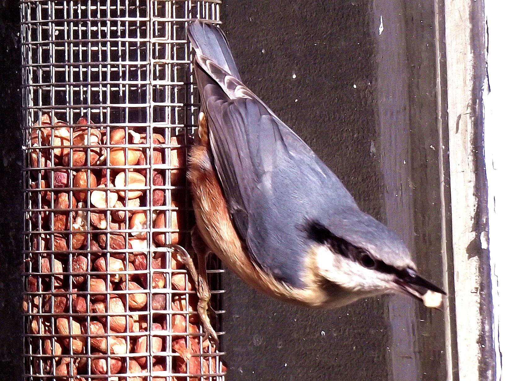 Nuthatch