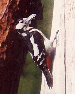 Greater Spotted Woodpecker, Male