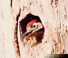 Greater Spotted Woodpecker, Chick