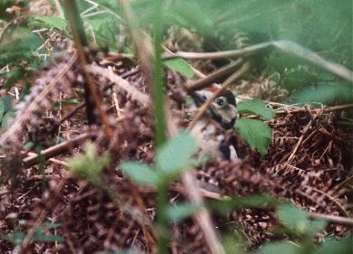 Greater Spotted Woodpecker, Chick 3